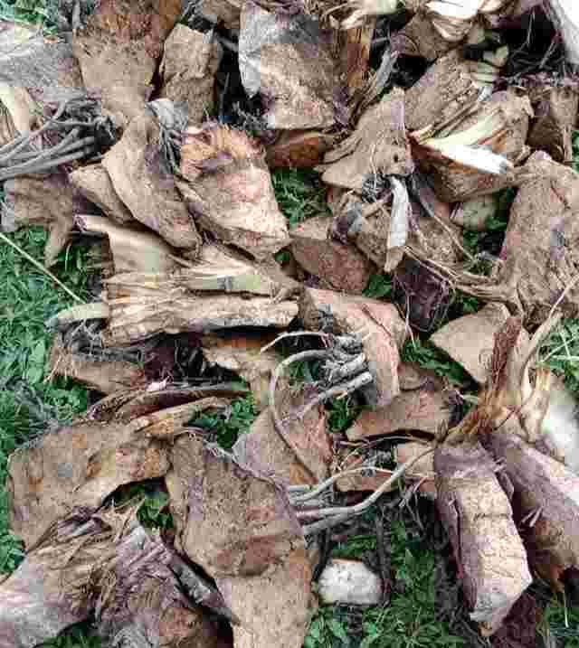 kochrajbanshi herbal medicine